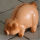 Sparschwein Tierfigur Schwein Keramik - großes Sparschwein - ca.20 CM