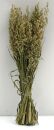 TROCKENBLUMEN Hafer FRÜHLINGSBRISE - Größe: ca.70 CM Grün